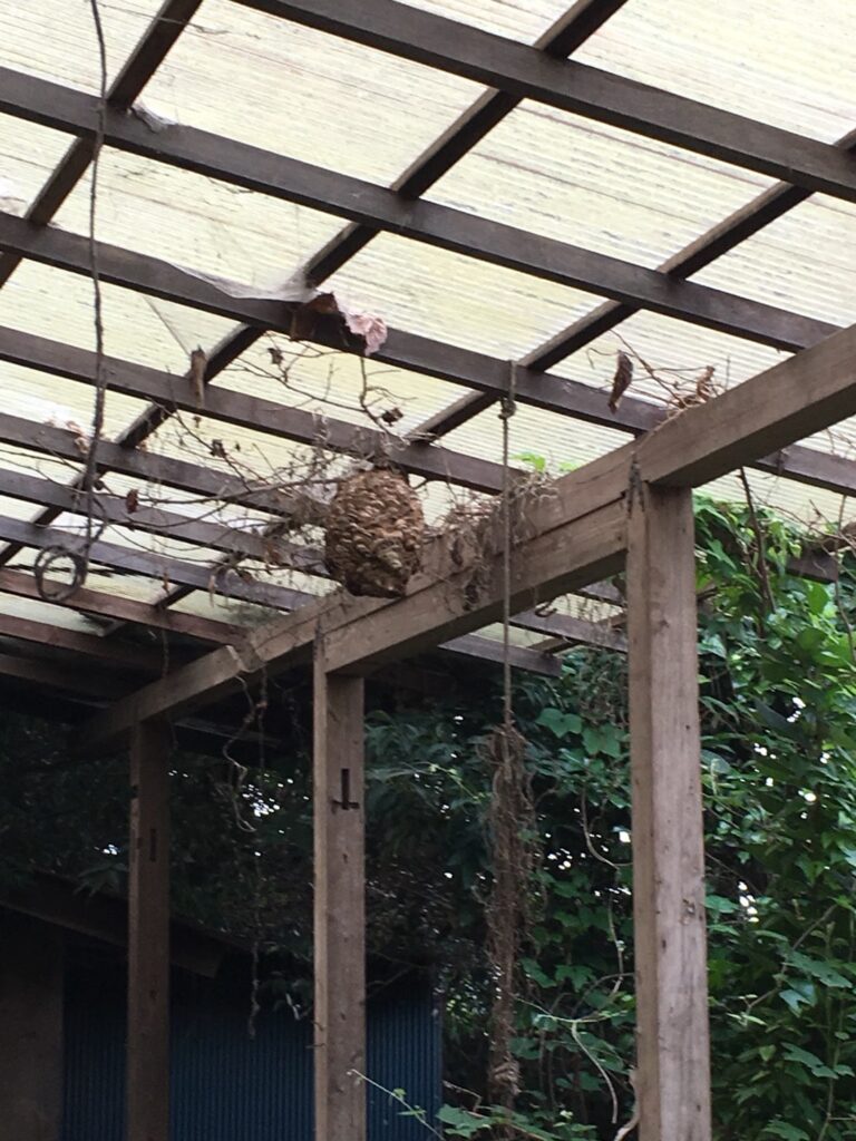 カーポートにできたスズメバチの巣