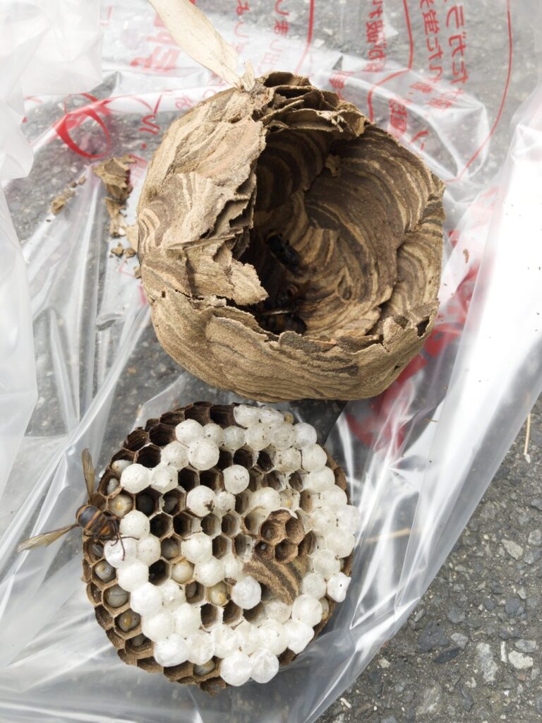 千葉市でのスズメバチの巣の撤去
