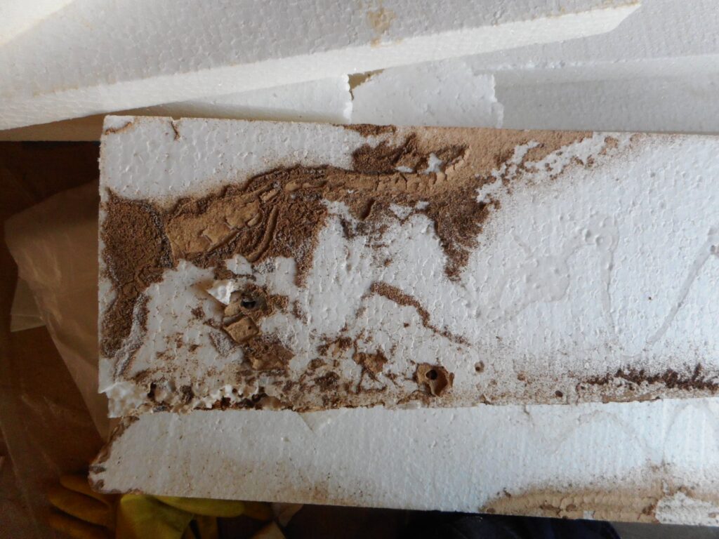 シロアリの蟻道とシロアリ駆除作業