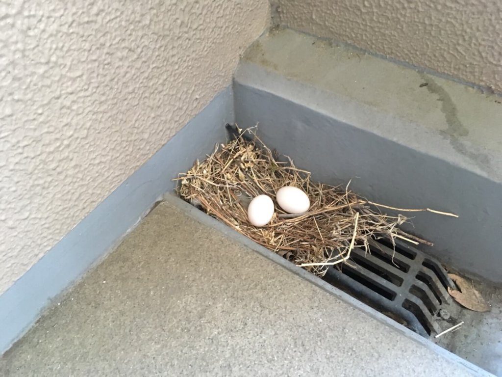 マンションベランダに鳩が巣を作り卵を産んでいました