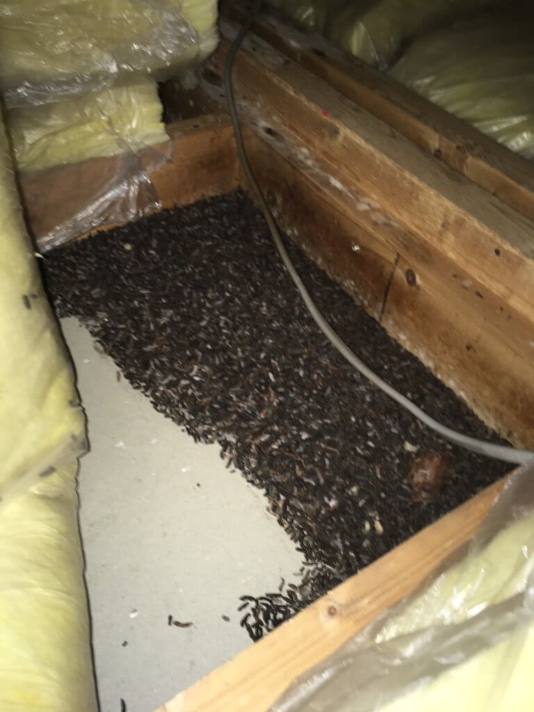 屋根裏のコウモリのフンの被害