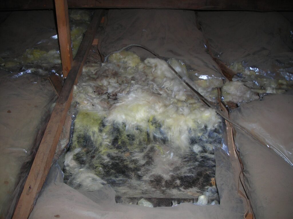 アライグマによる天井裏の断熱材の破壊