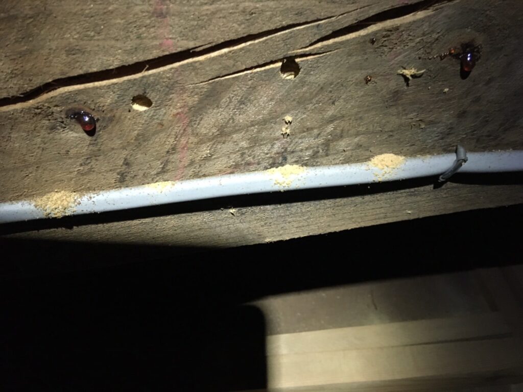 印西市での床下で見つかるシロアリの被害