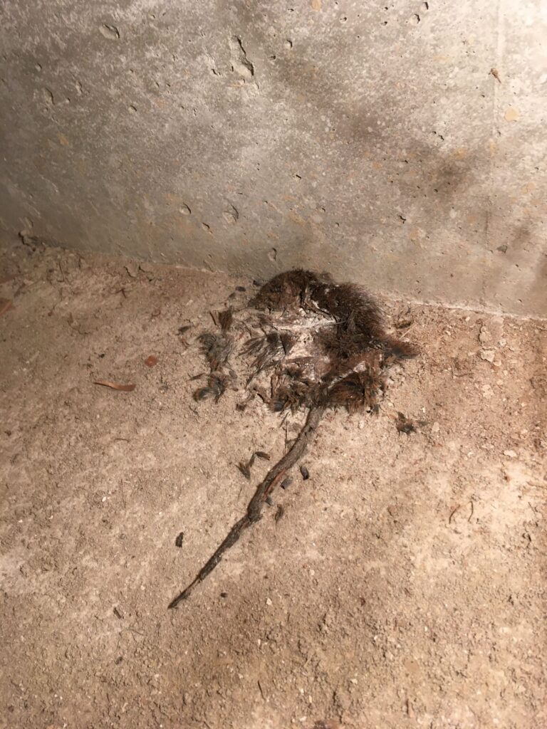 東金市にて床下のネズミの死骸